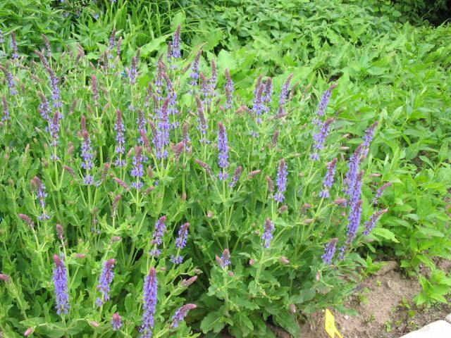 Plantenfiche-Salvia-nemorosa-Blauhugel-