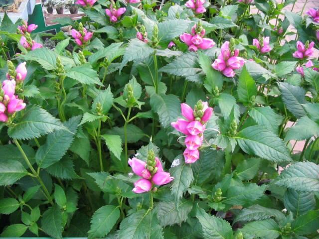 Plantenfiche-Chelone-obliqua