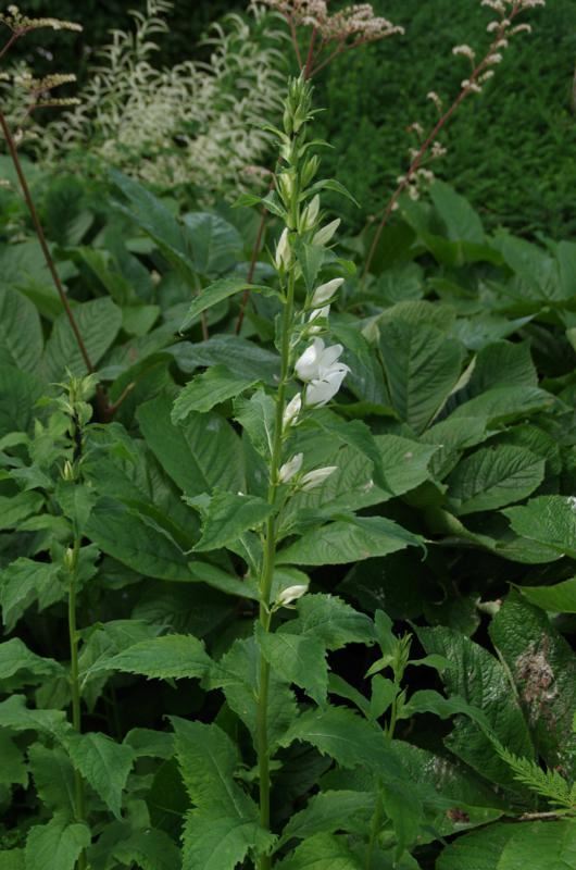 Plantenfiche-Campanula-latifolia-Alba-