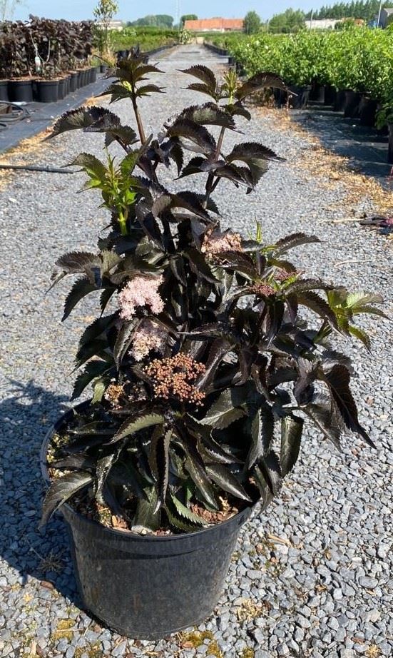 Sambucus nigra 'Eiffel1' (Black Tower) - pot 10L - 60-80 cm
