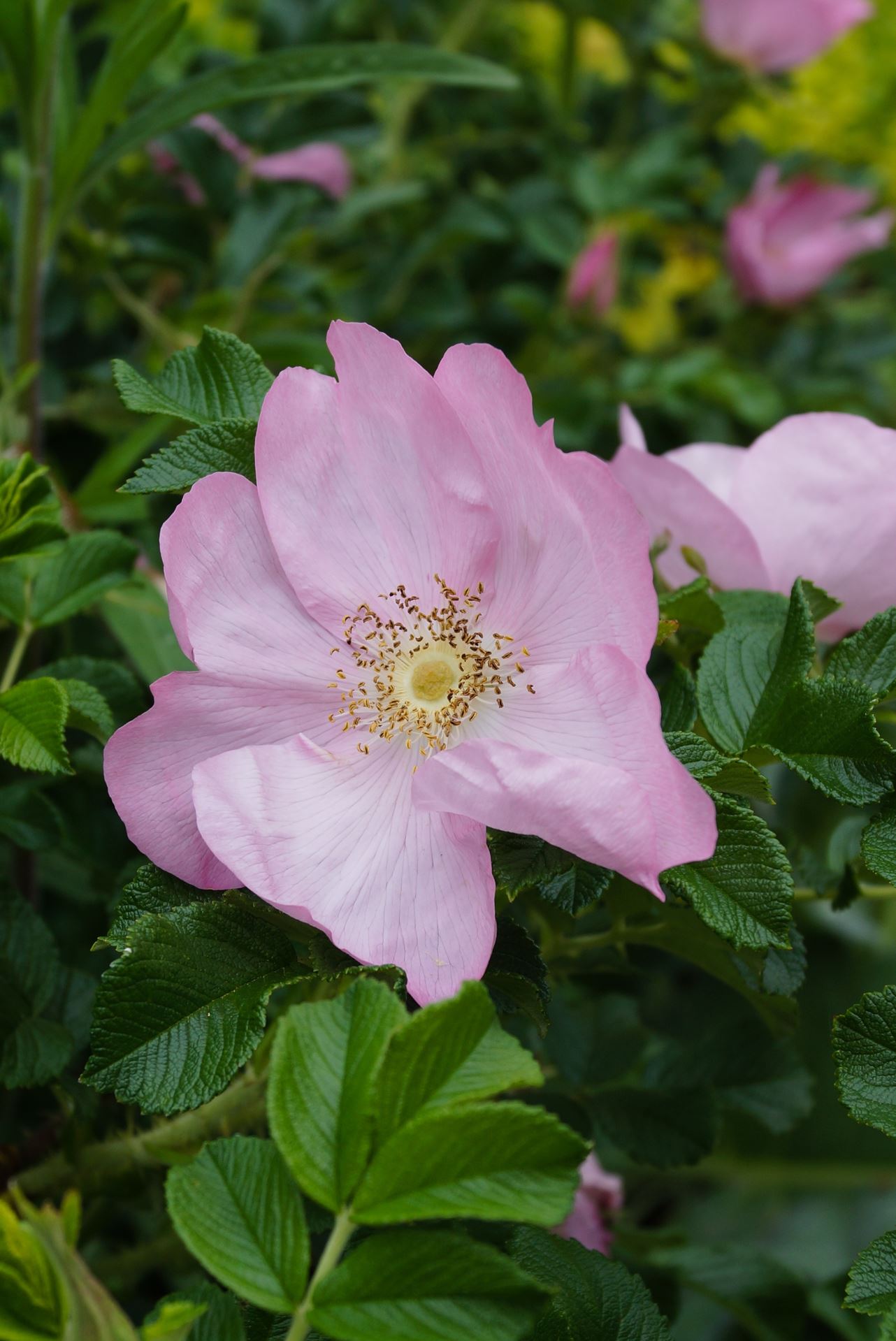 Rosa 'Fru Dagmar Hastrup' (Dagmar Hastrup) - bare root
