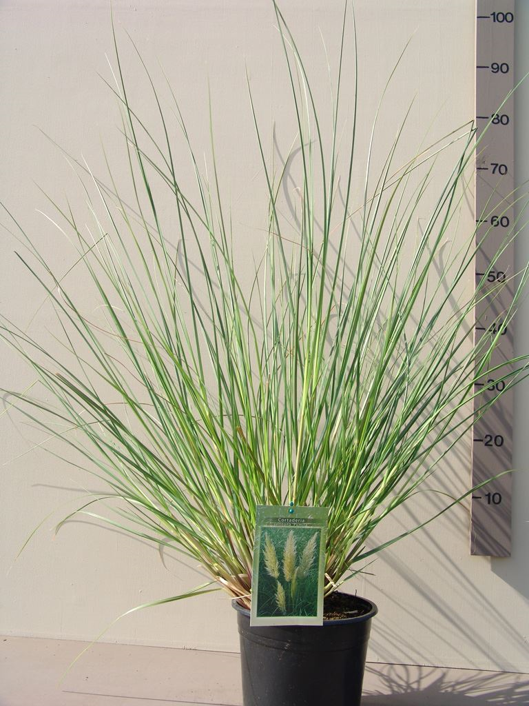 Cortaderia selloana 'Pumila' - pot 4L