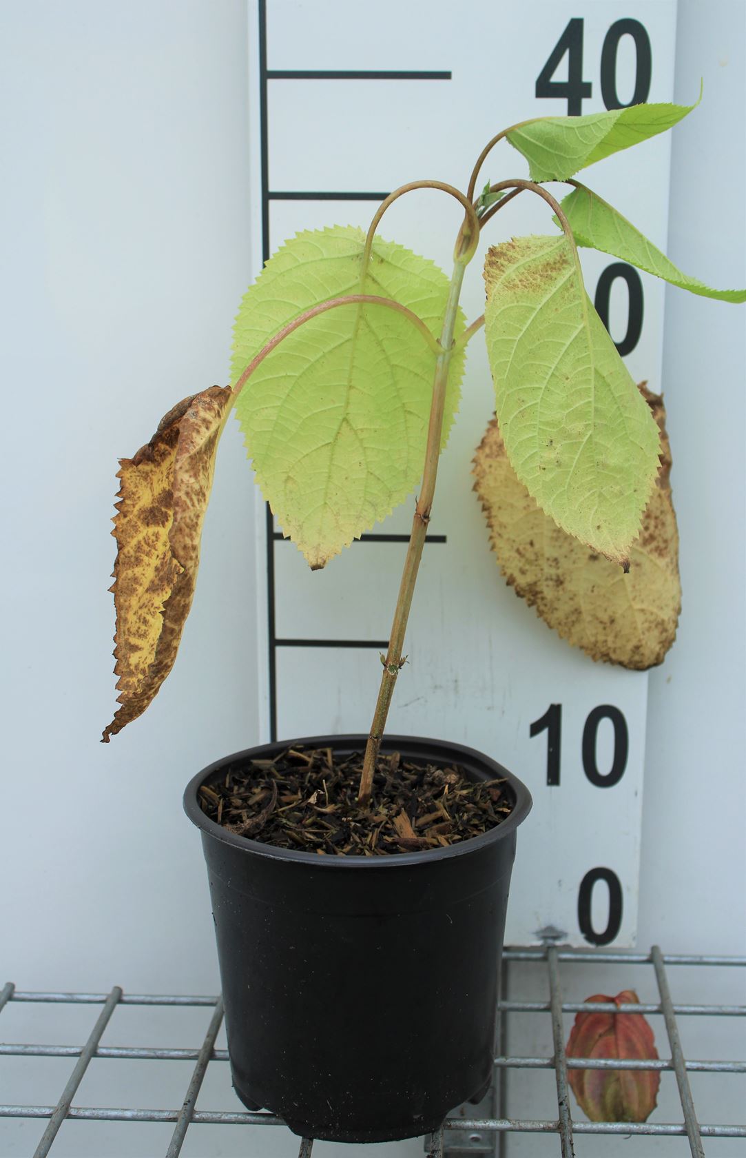 Hydrangea arborescens 'Annabelle' - pot 1,5L - 20-30 cm