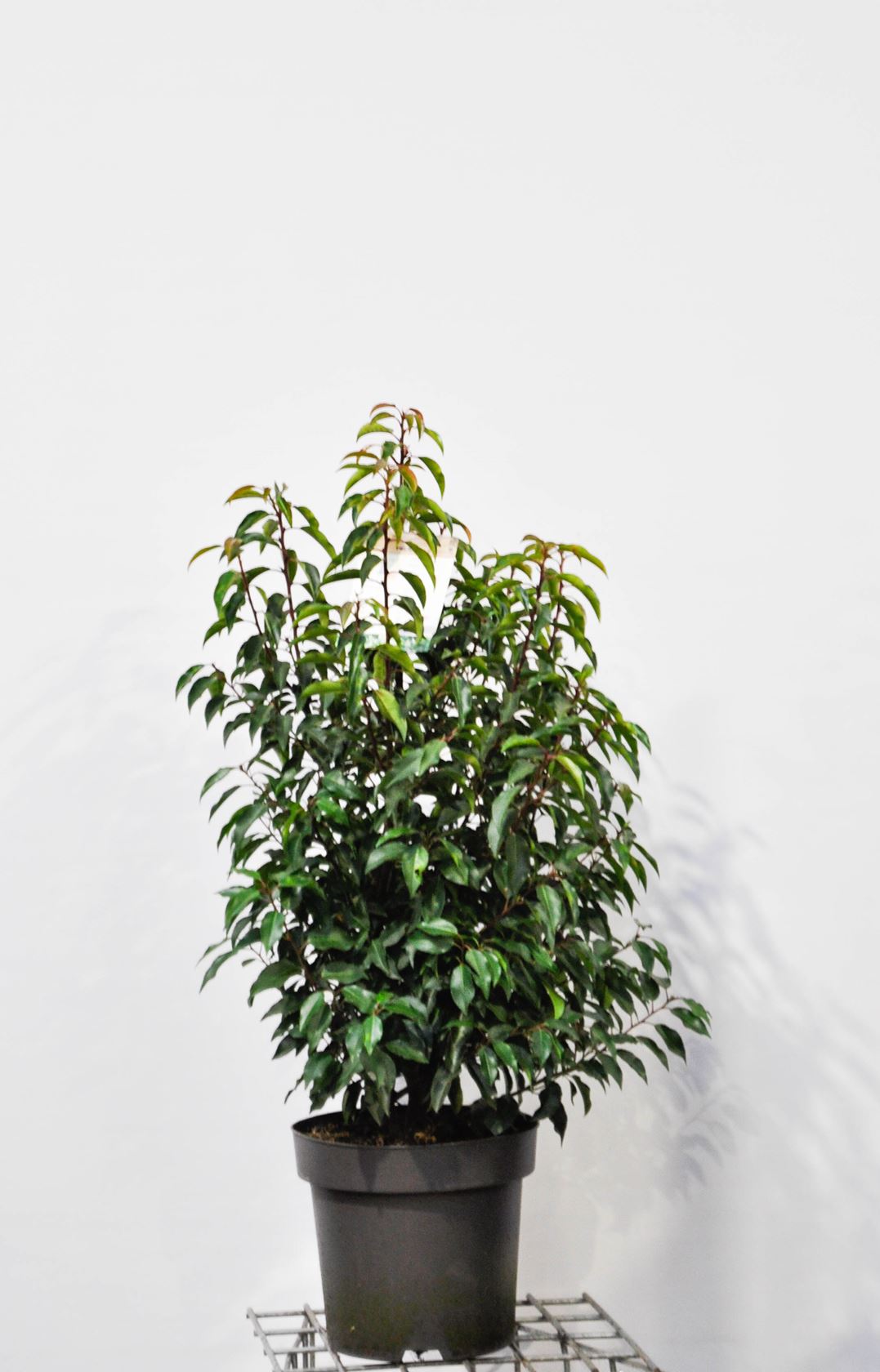Prunus lusitanica 'Angustifolia' - pot 12L - 80-100 cm