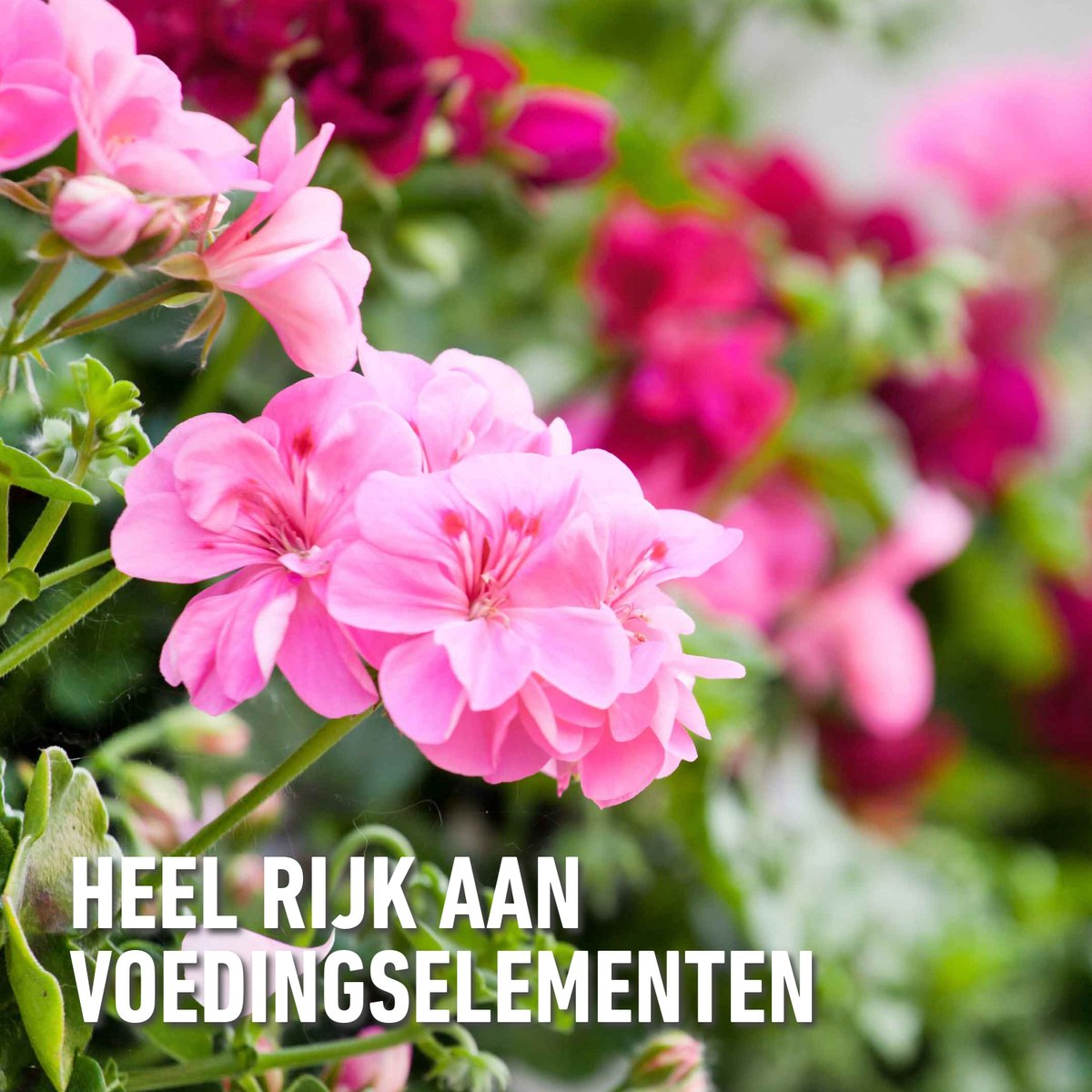 Compo liquid fertilizer geraniums & balcony plants - 5L