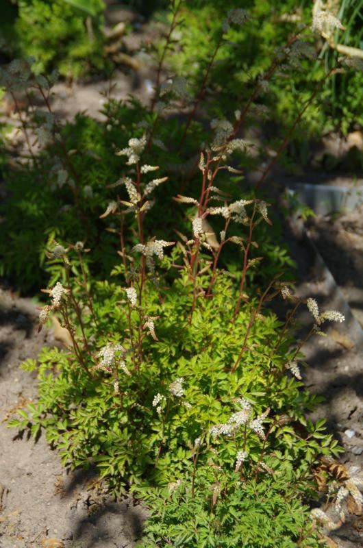 Plantenfiche-Aruncus-aethusifolius