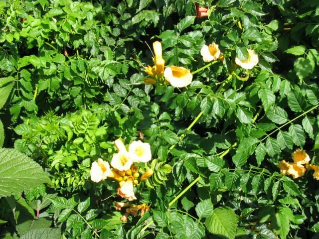 Plantenfiche-Campsis-radicans-Flava-