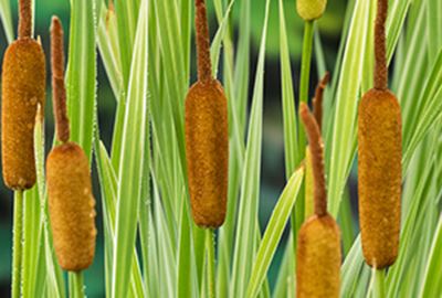 Typha latifolia 'Variegata' - pot 9x9 cm