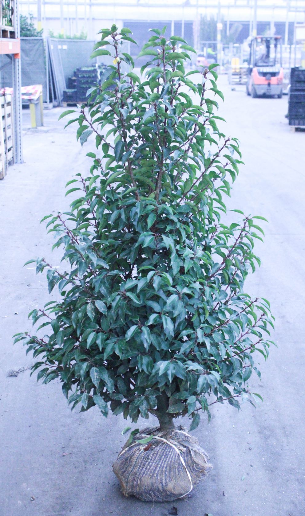 Prunus lusitanica 'Angustifolia' - aardekluit - 100-120 cm