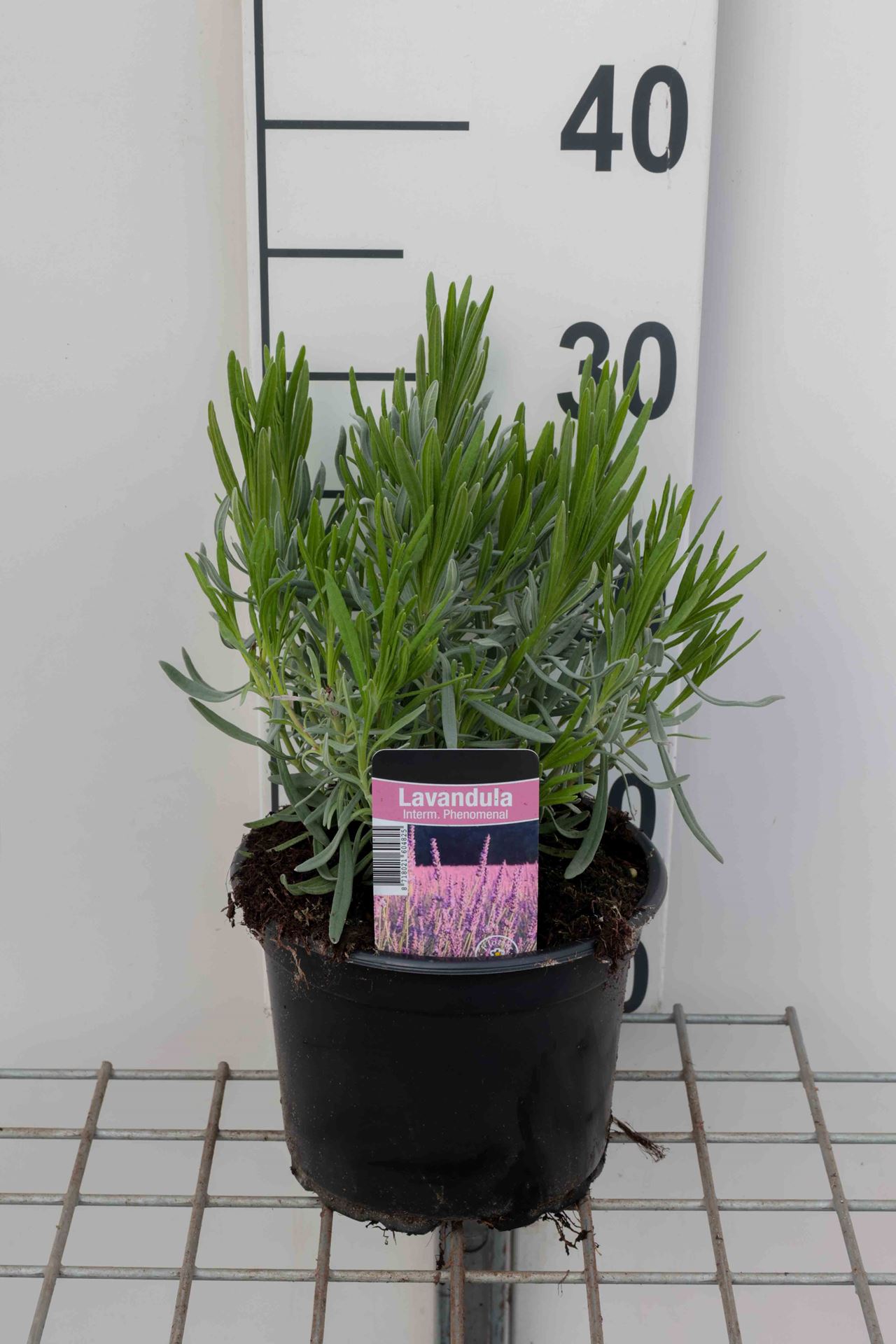 Lavandula x intermedia 'Niko' (Pure Platinum) - pot 2L