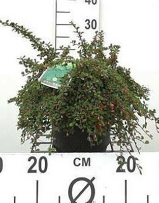 Cotoneaster procumbens 'Streib's Findling' - pot 1,3L - 15-20 cm