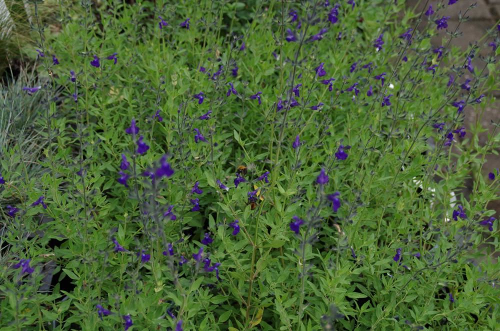 Plantenfiche-Salvia-microphylla-Blue-Monrovia-
