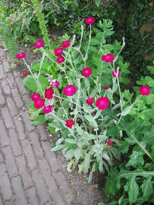 Plantenfiche-Lychnis-coronaria