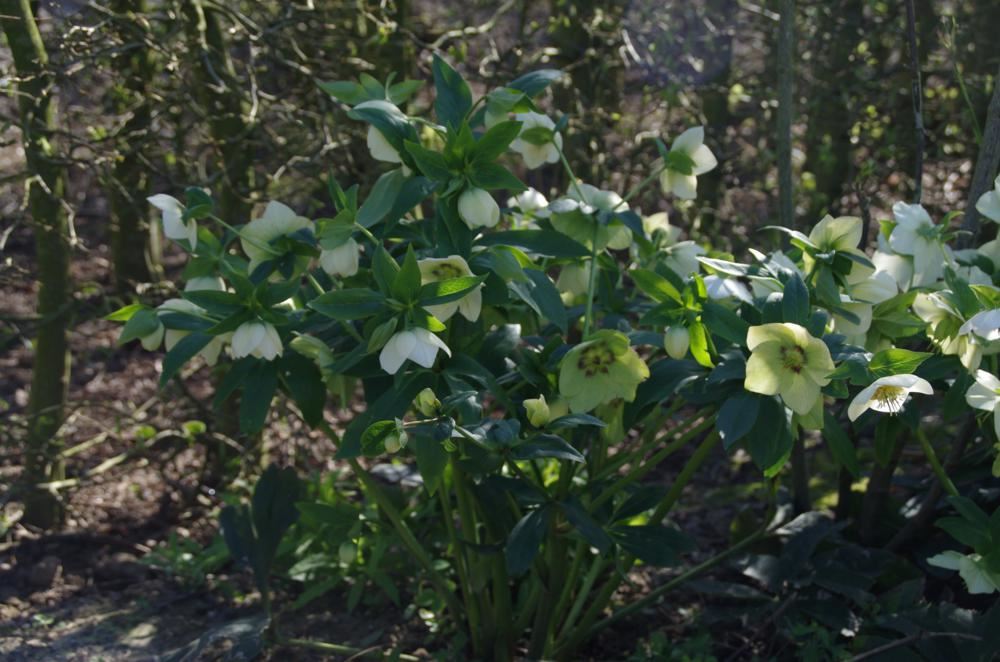 Plantenfiche-Helleborus-orientalis-White-Lady-