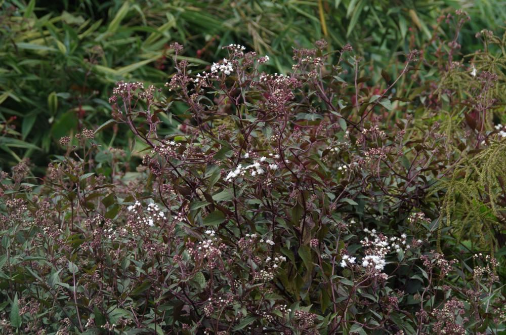 Plantenfiche-Eupatorium-rugosum-Chocolate-