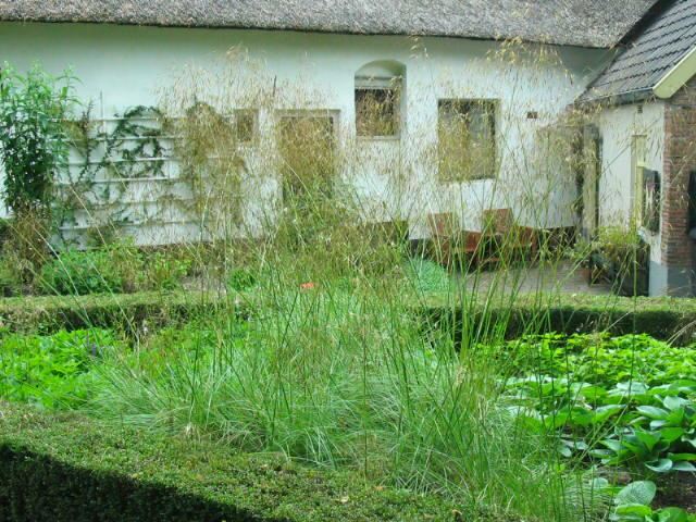 Plantenfiche-Stipa-gigantea