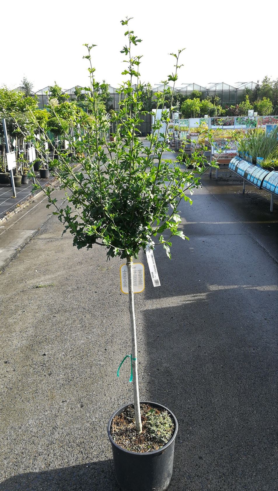 Hibiscus syriacus 'Oiseau Bleu' - pot 15L - halfstam boom