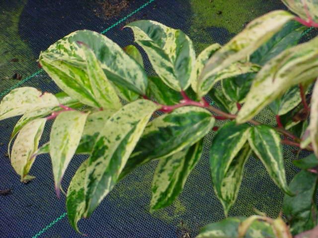 Plantenfiche-Leucothoe-fontanesiana-Rainbow-