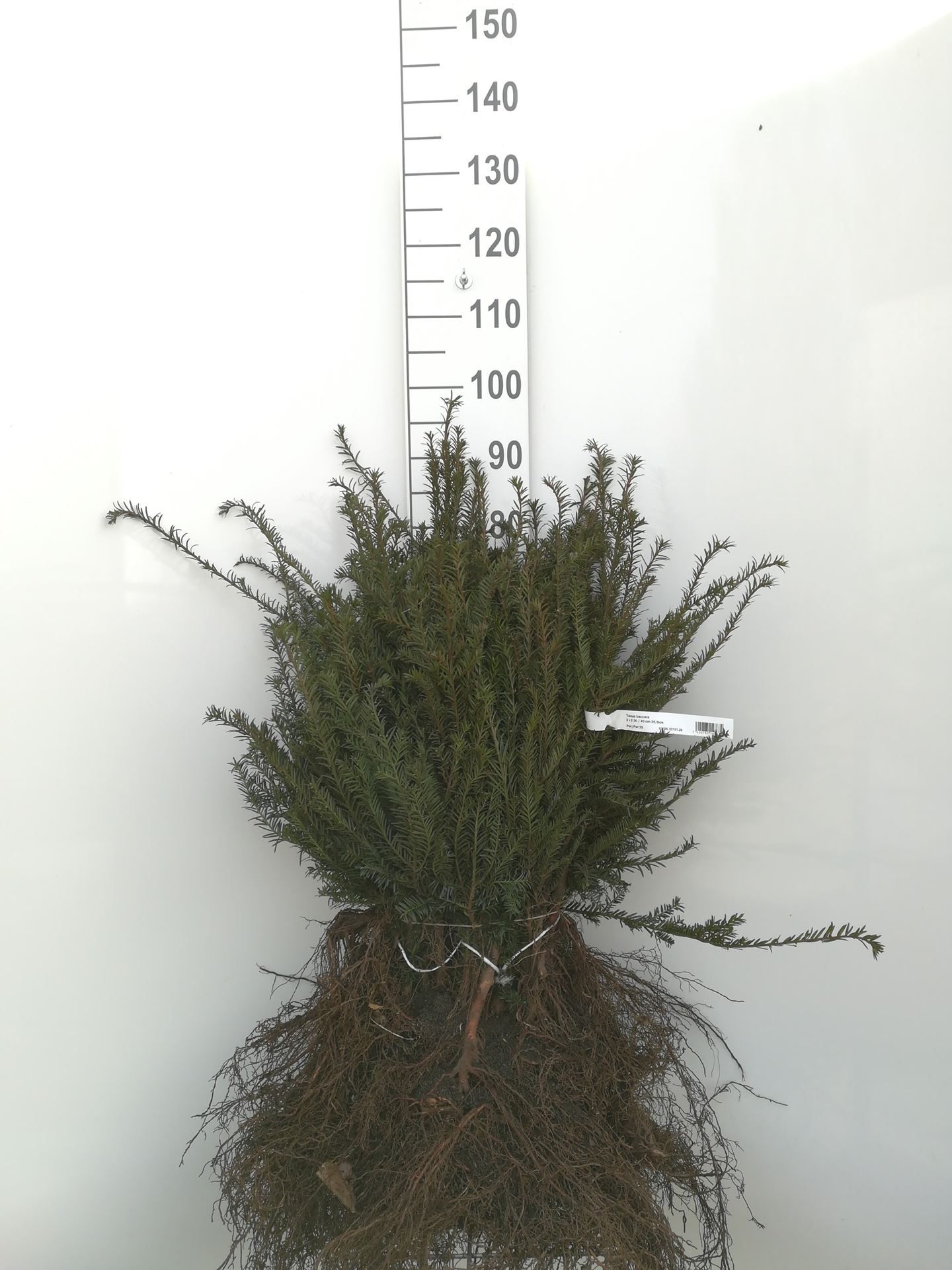 Taxus baccata - blote wortel - 30-40 cm - struik