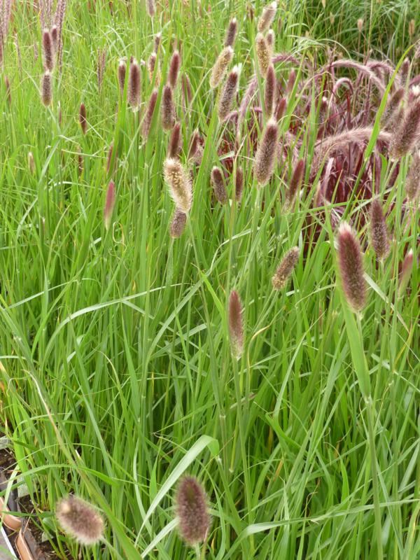 Plantenfiche-Pennisetum-thunbergii-Red-Bunny-Tails-