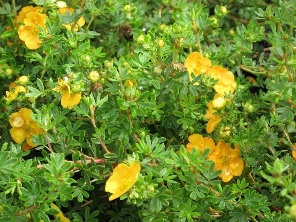 Plantenfiche-Potentilla-fruticosa-Tangerine-