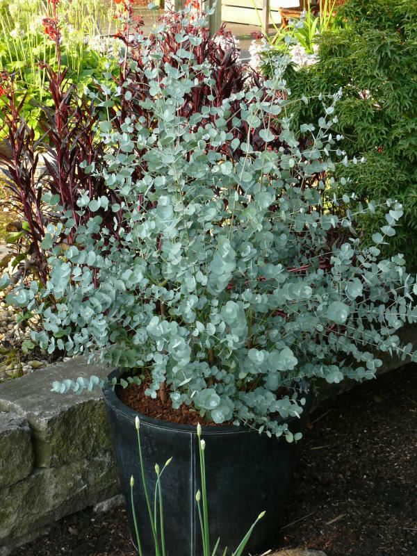 Plantenfiche-Eucalyptus-gunnii-Cagire-Azura-