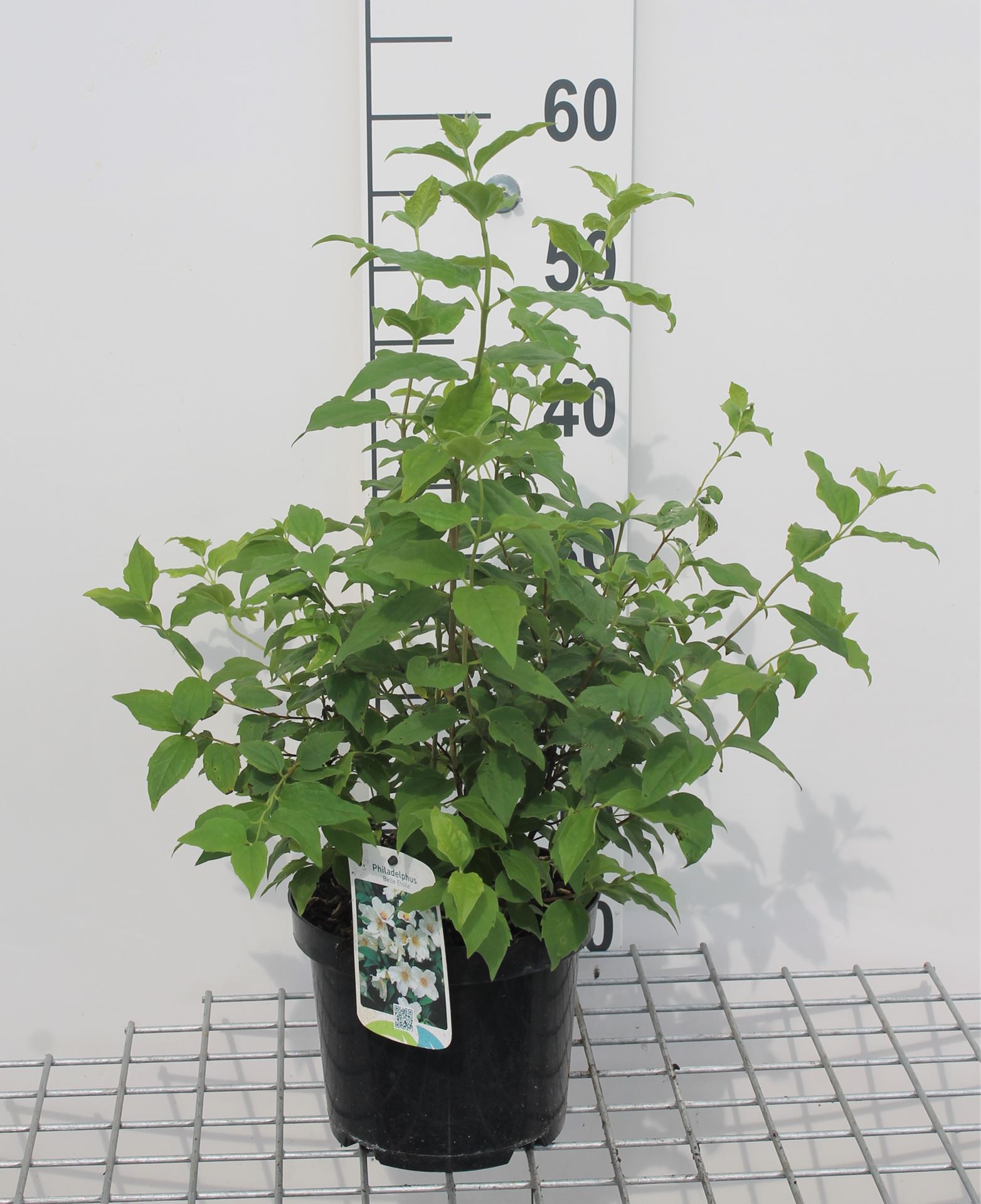 Philadelphus 'Belle Etoile' - pot - 50-60 cm