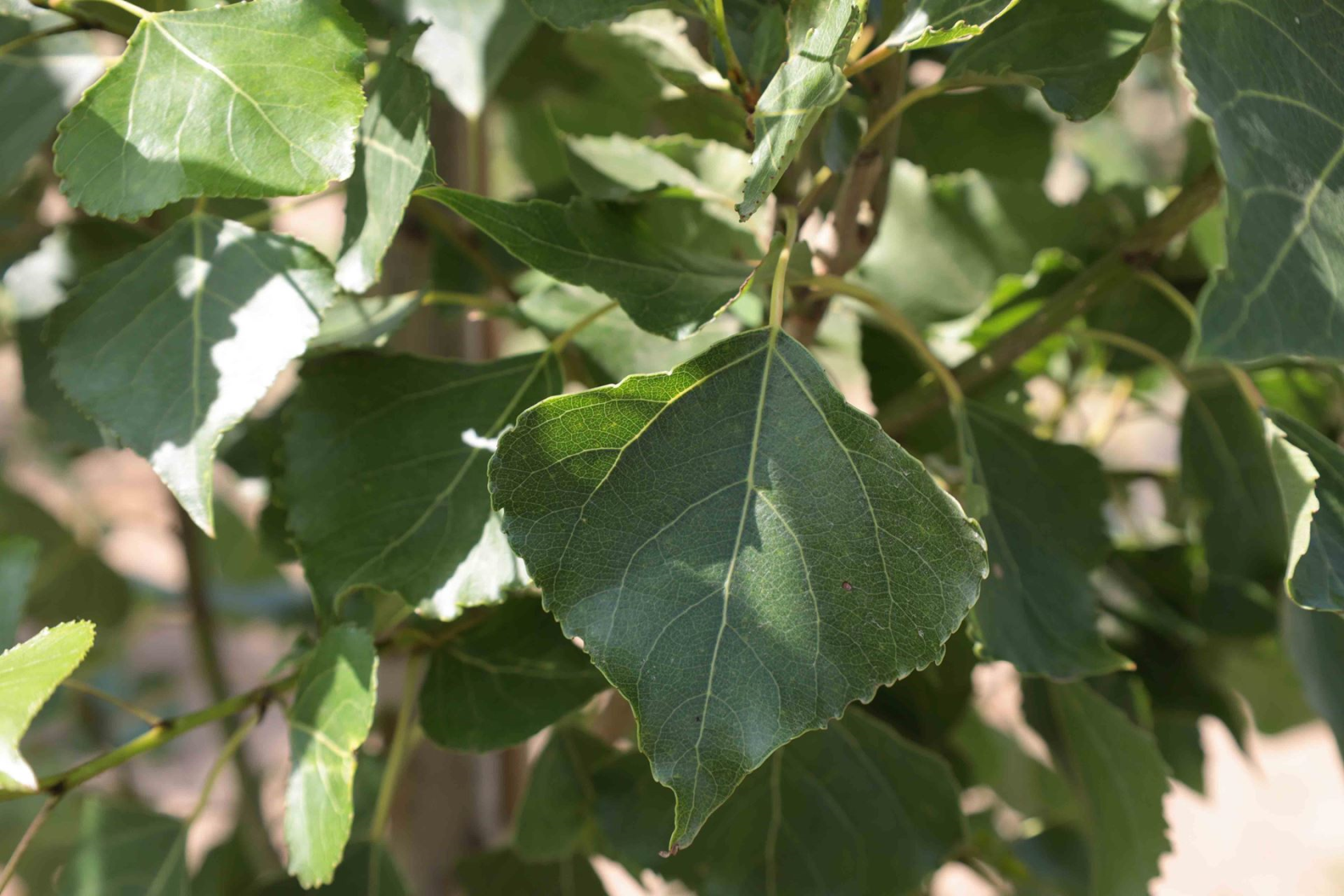 Populus nigra 'Italica' - bare root - 90-120 cm