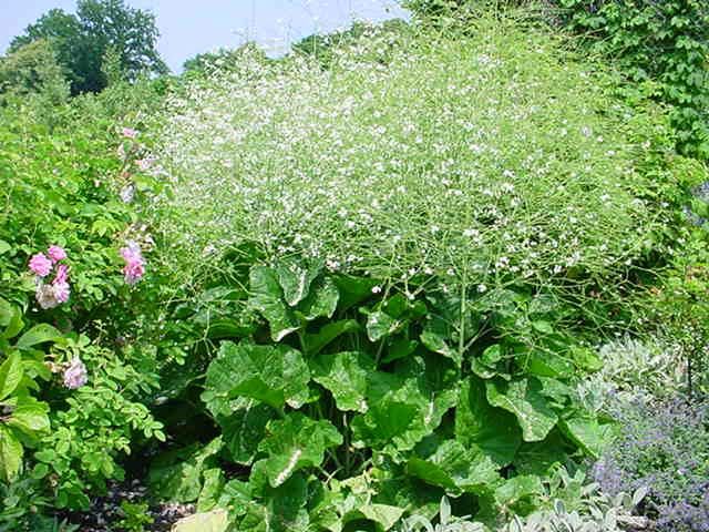Plantenfiche-Crambe-cordifolia