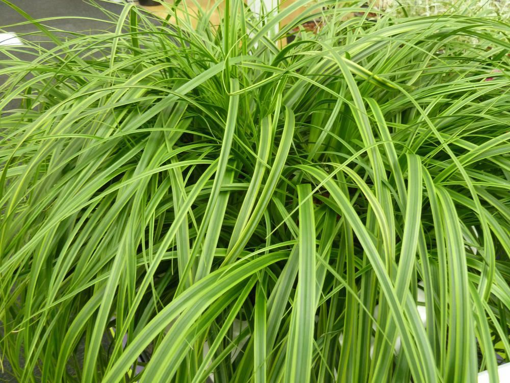 Plantenfiche-Carex-oshimensis-Everlime-