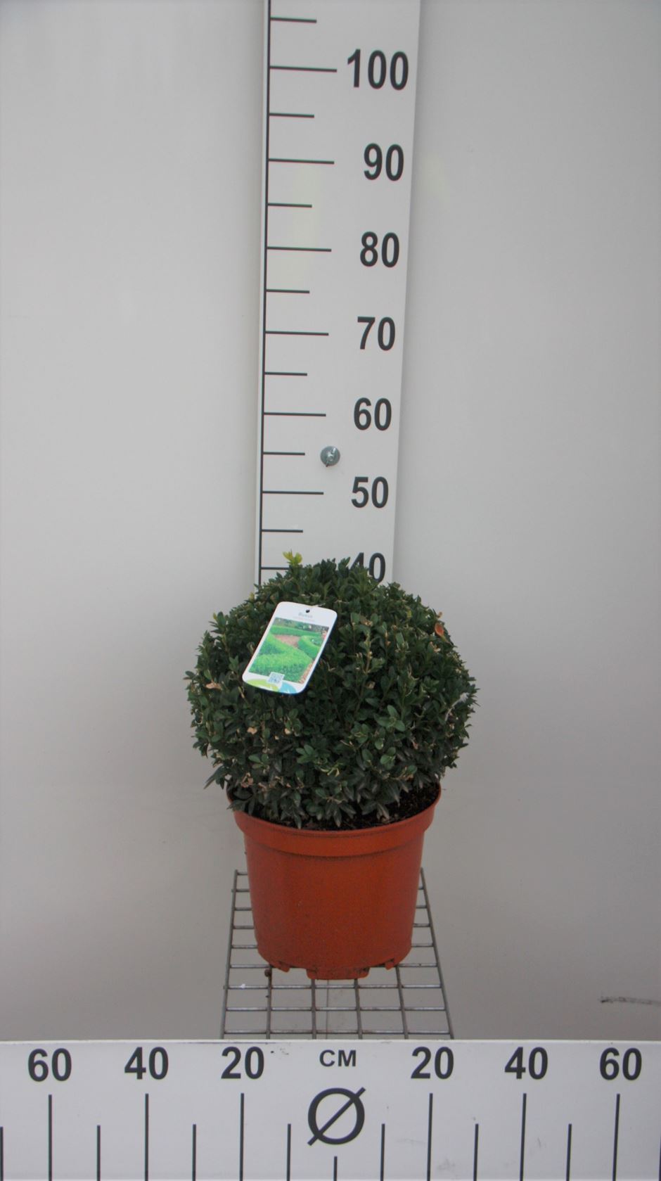 Buxus sempervirens - pot - bolvorm ø30+ cm