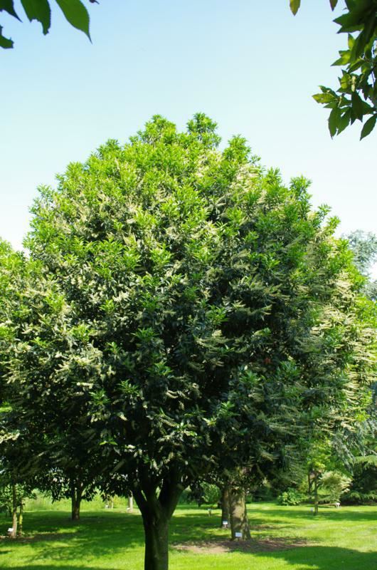 Plantenfiche-Prunus-lusitanica-Angustifolia-