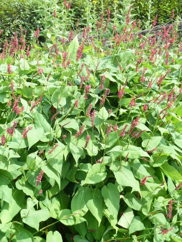Plantenfiche-Persicaria-amplexicaulis-Blotau-Taurus-