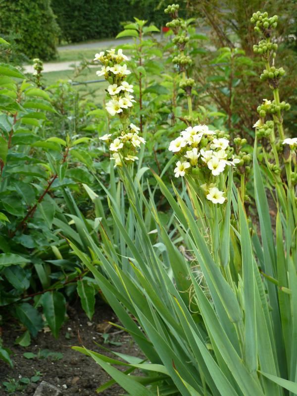 Plantenfiche-Sisyrinchium-striatum