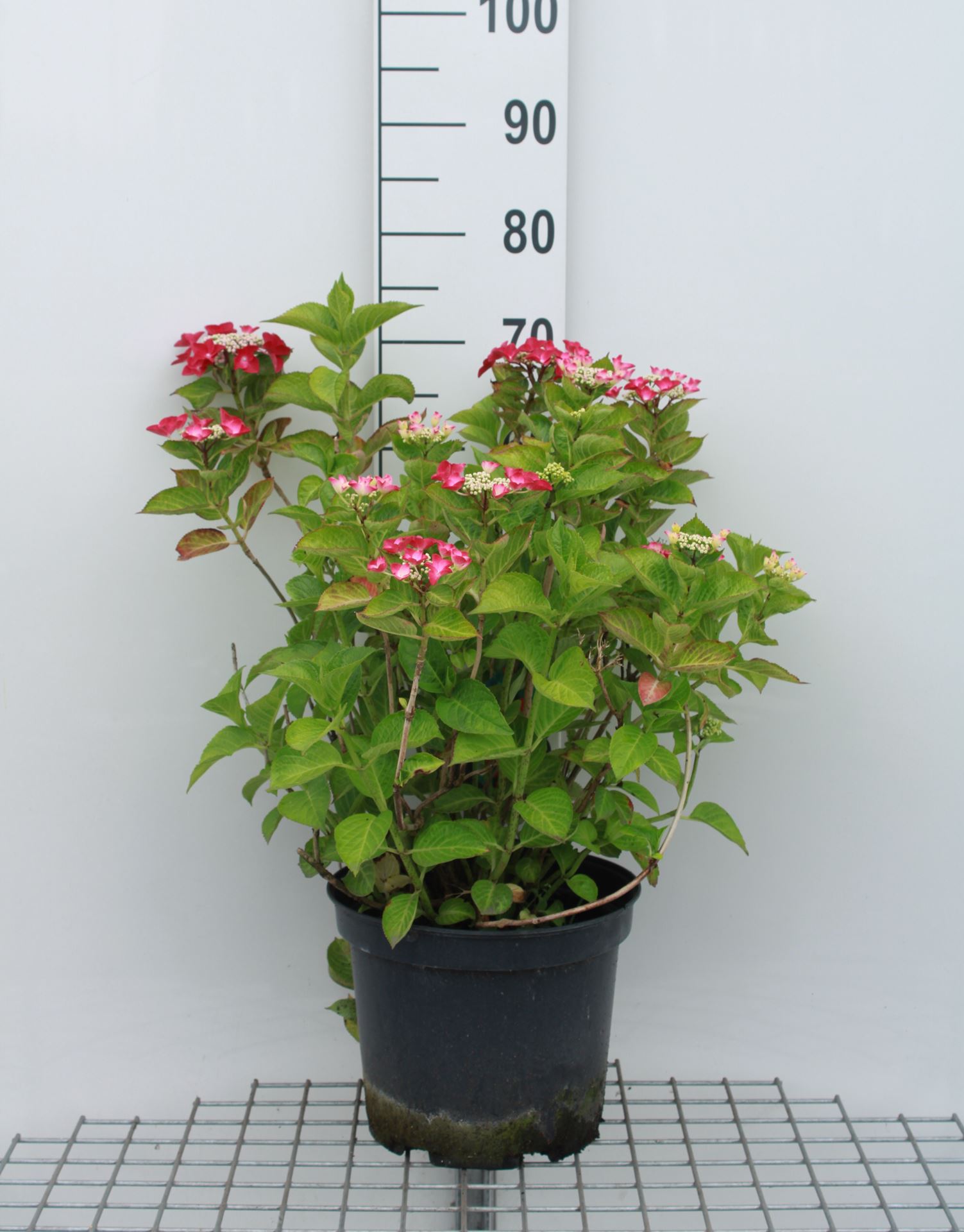 Hydrangea macrophylla 'Rotkehlchen' - pot 10L - 40-60 cm