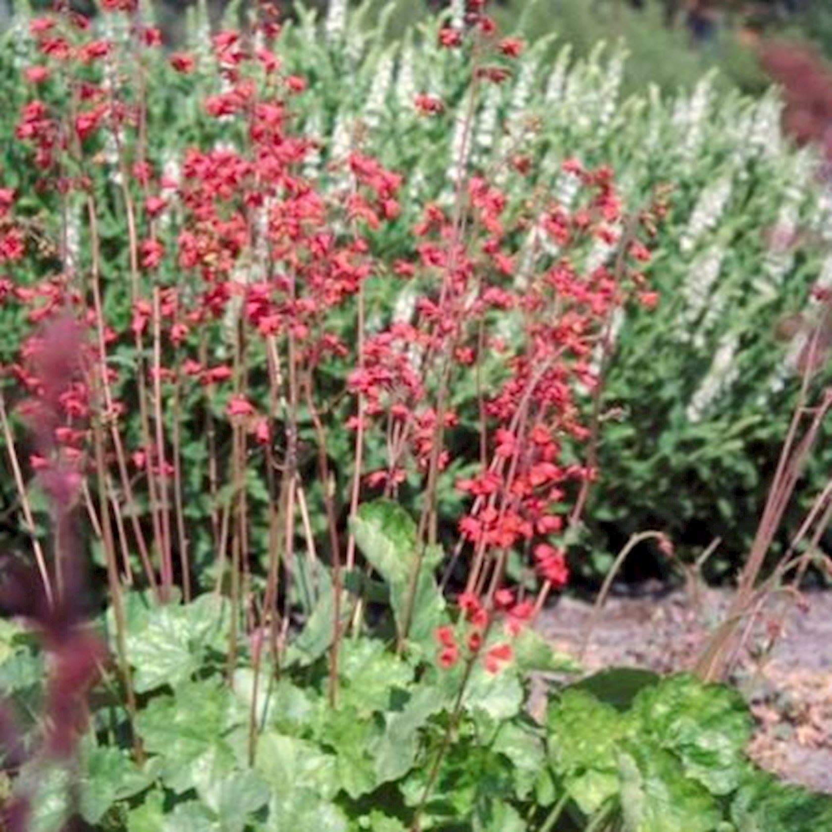 Plantenfiche-Heuchera-sanguinea-Leuchtkafer-