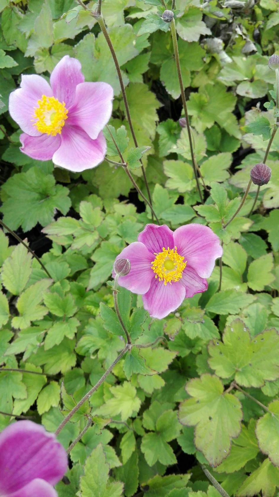 Anemone hupehensis 'Splendens' - pot 2L