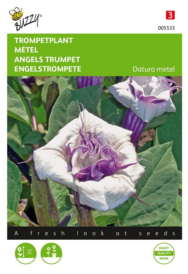 Buzzy-Datura-Trompetplant