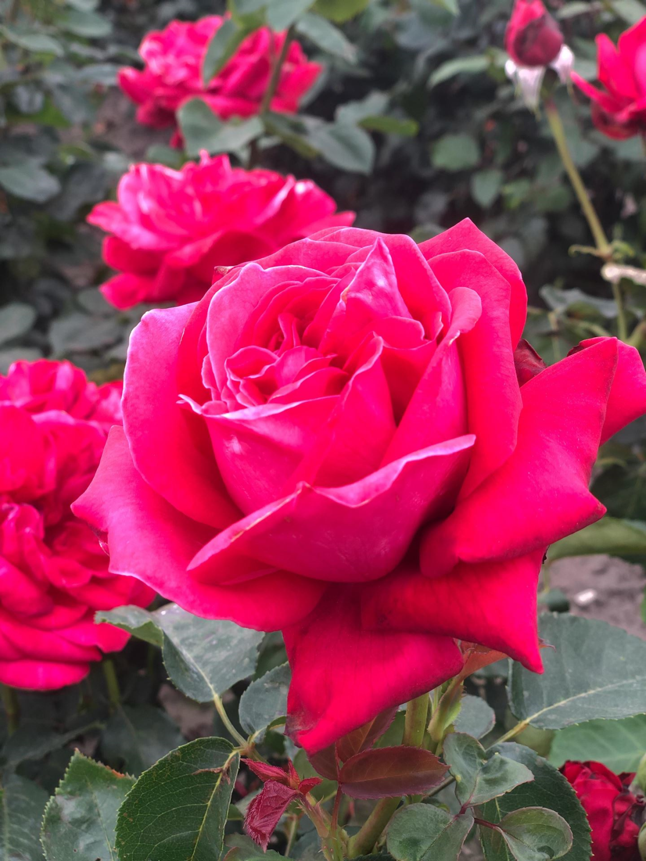 Rosa 'Dame de Coeur' (Queen of Hearts) - bare root