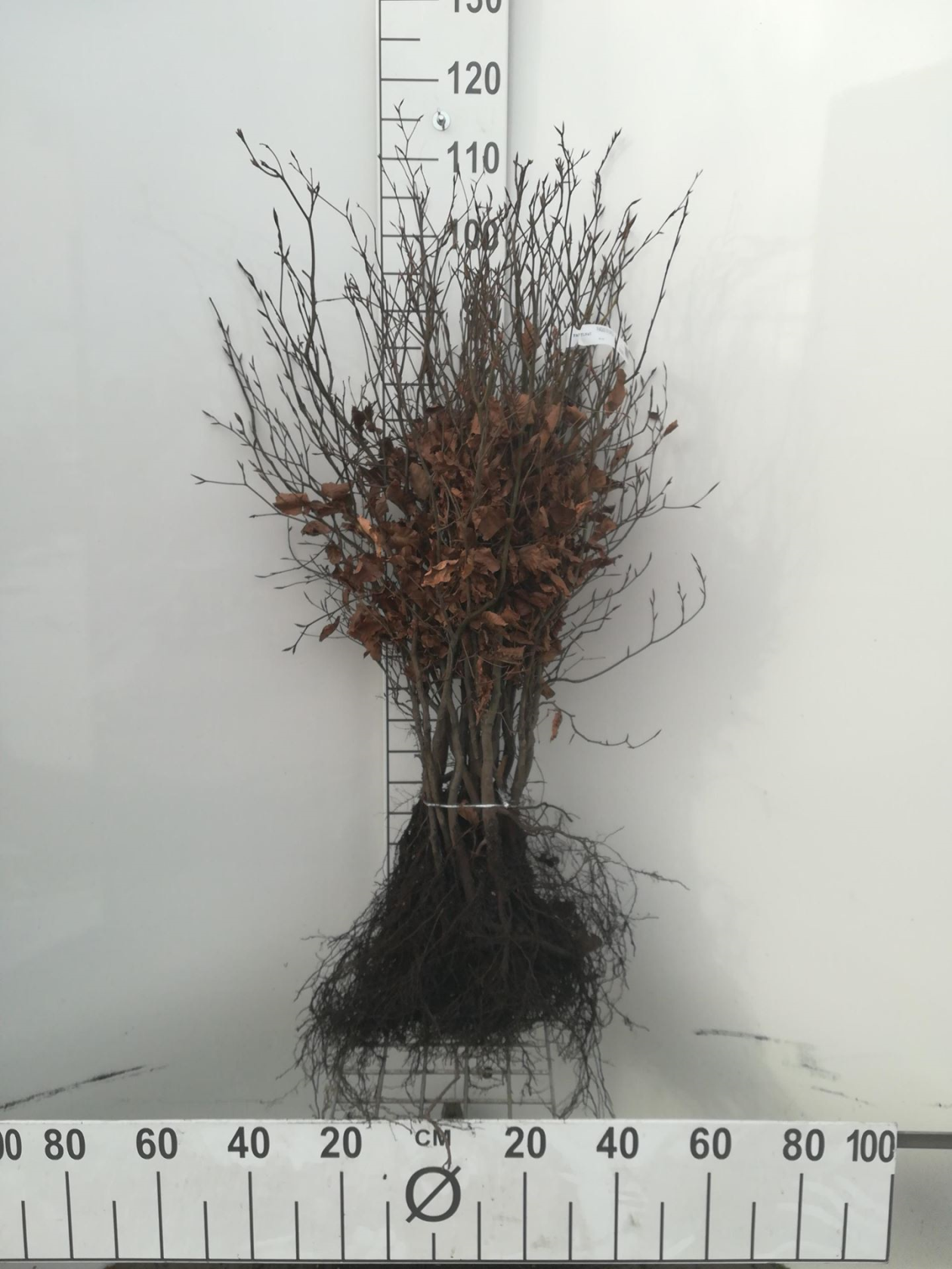 Fagus sylvatica - Green Beech - bare root - 60-80 cm - 1+2 (age code)