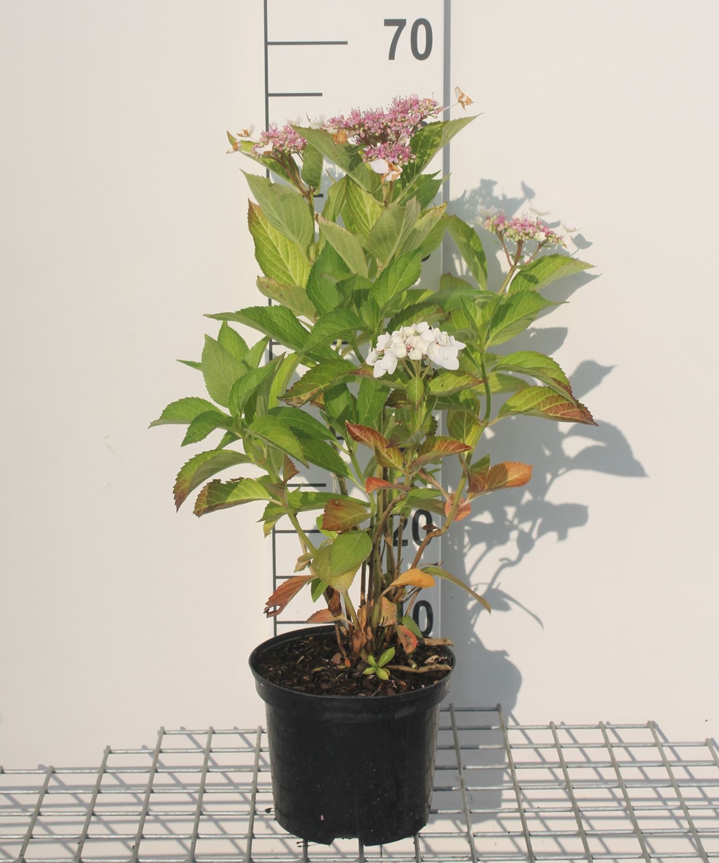 Hydrangea macrophylla 'Libelle' - pot - 25-30 cm