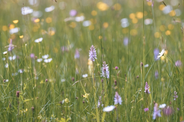 bloemen in het gras