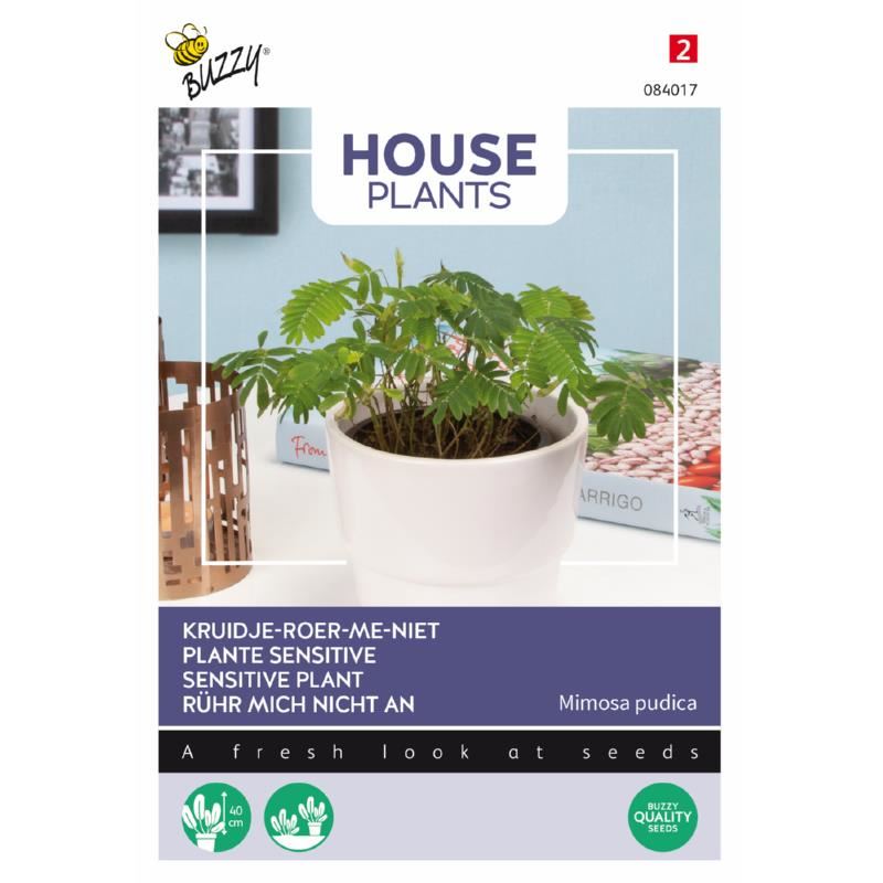 Buzzy-House-Plants-Mimosa-pudica-kruidje-roer-me-niet