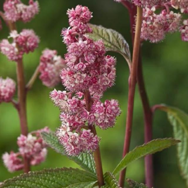 Plantenfiche-Rodgersia-Dark-Pokers-