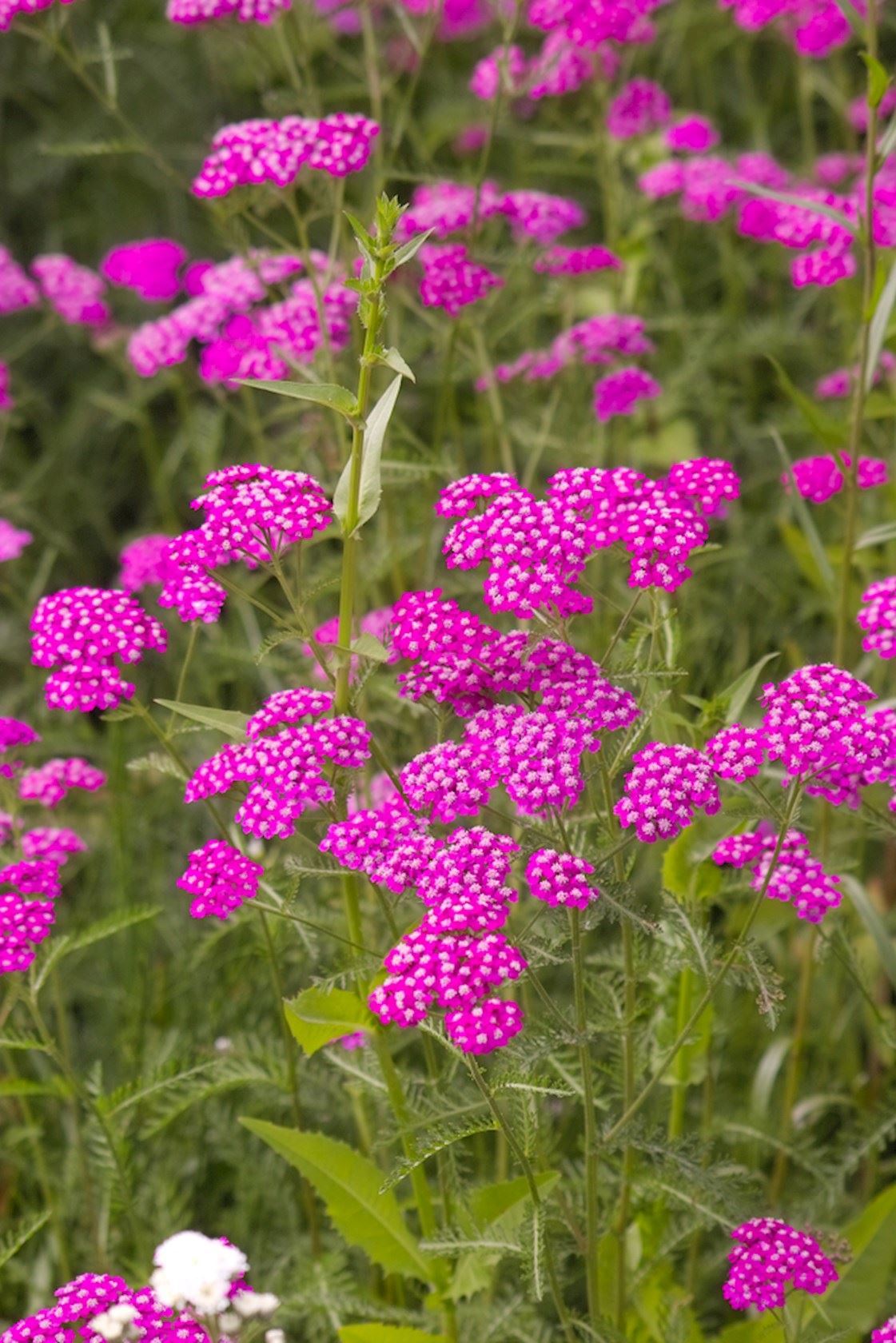 Plantenfiche-Achillea-millefolium-Cerise-Queen-Duizendblad-