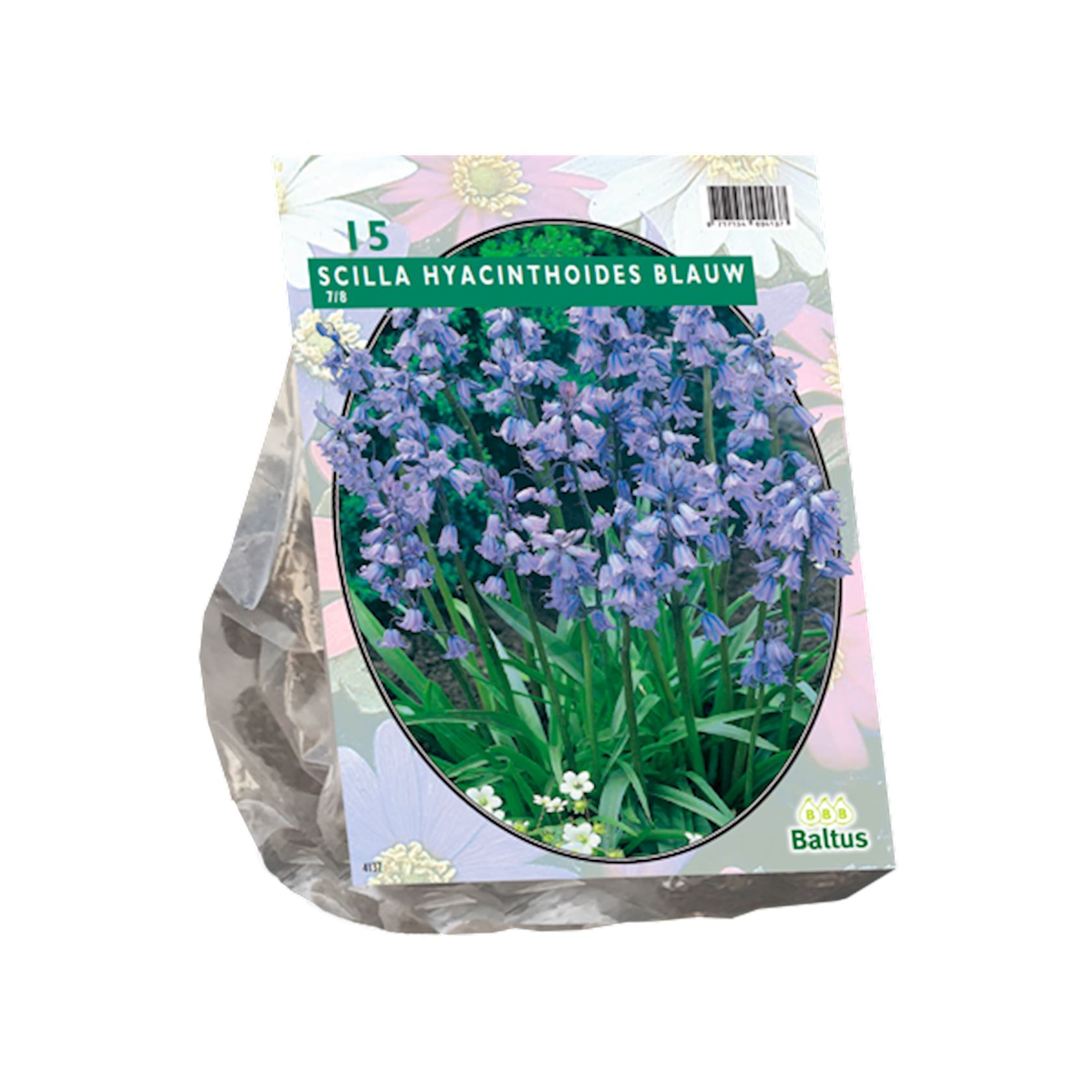 scilla-hispanica-blauw-per-15