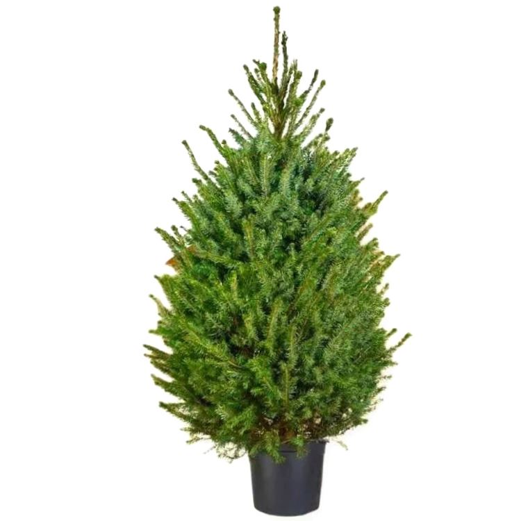 Picea-omorika-125-150-cm-C10