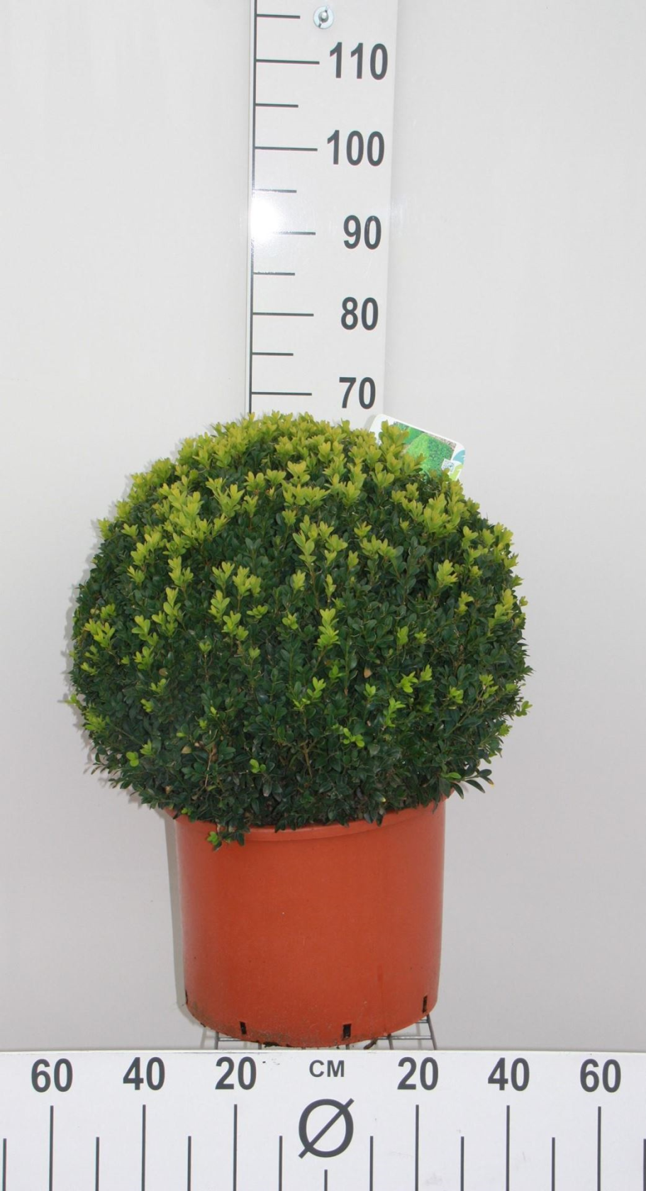 Buxus sempervirens - pot - spherical shape - ø50+ cm