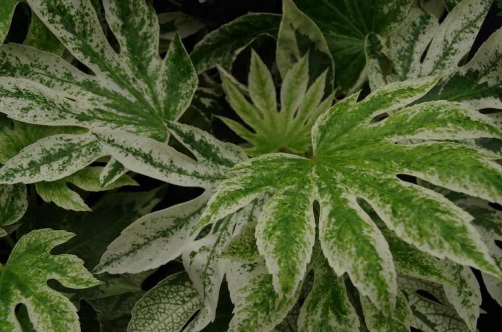 Plantenfiche-Fatsia-japonica-Tsumugi-shibori-