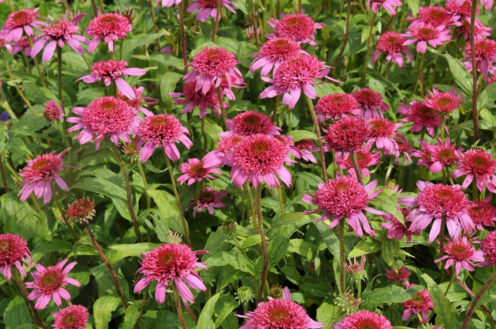 Plantenfiche-Echinacea-purpurea-Pink-Double-Delight-